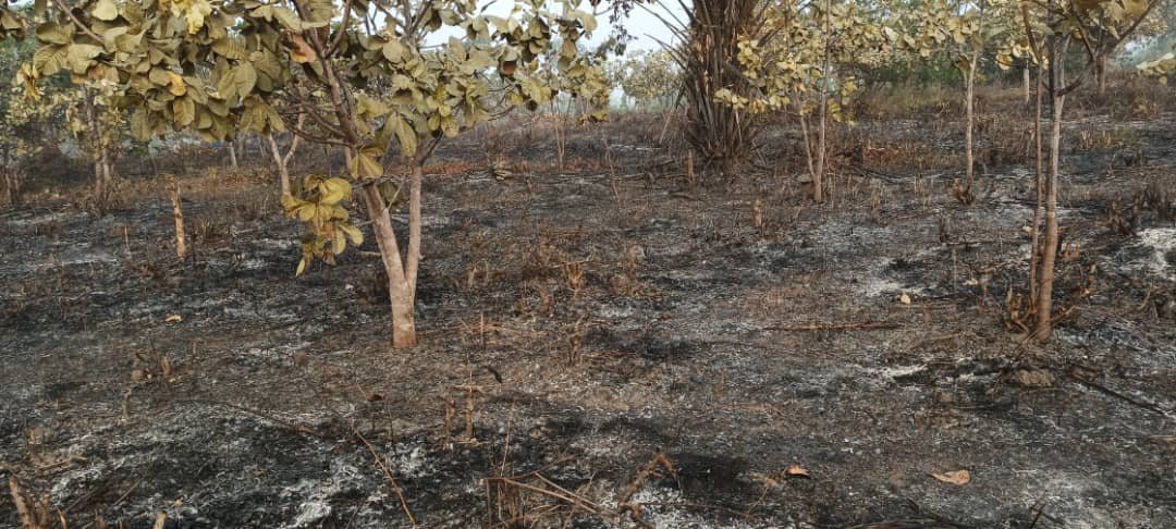 Boké: la plantation de 14 hectares d’anacardiers du journaliste Thierno Younoussa Bah, incendiée à Tassara.